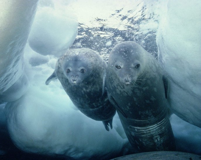 Two sea lions in the ice water - Antarctica wallpaper