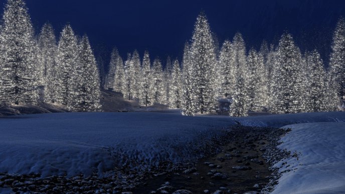 Many trees with lights in the forest in night