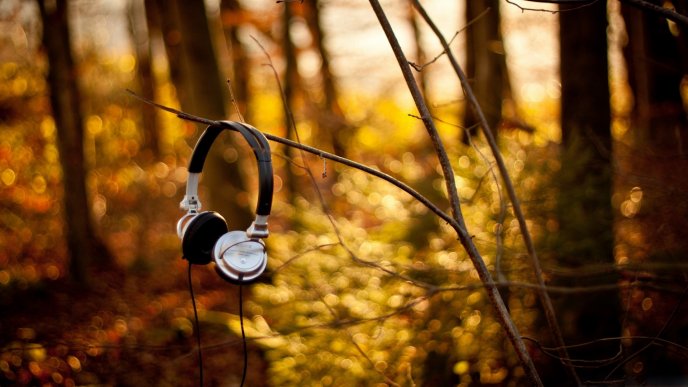 Headphones hanging on a branch in the forest