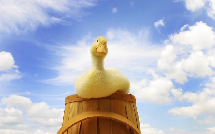 A cute yellow duck on a barrel
