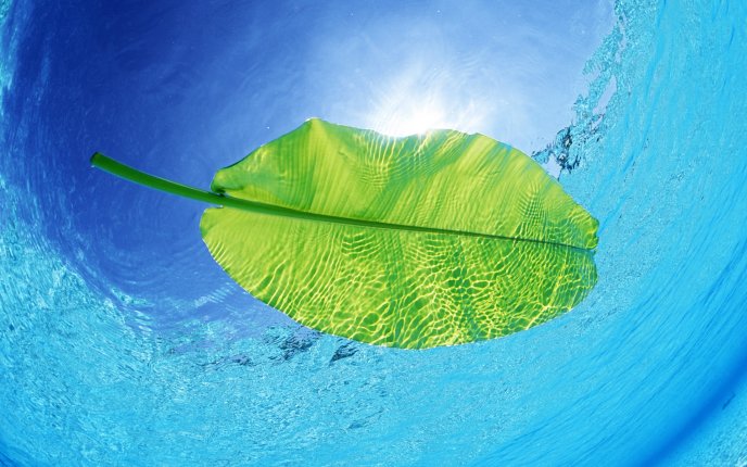 Green leaf in the swimming pool - HD summer time