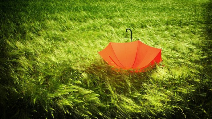 Red umbrella in the green grass on the field