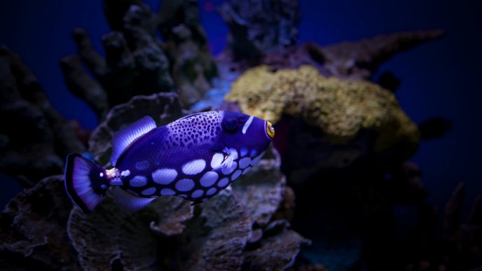 A purple Clown Triggerfish in water - Fish wallpaper