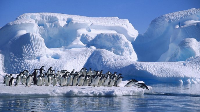 A lot of penguins on ice - Blue HD wallpaper