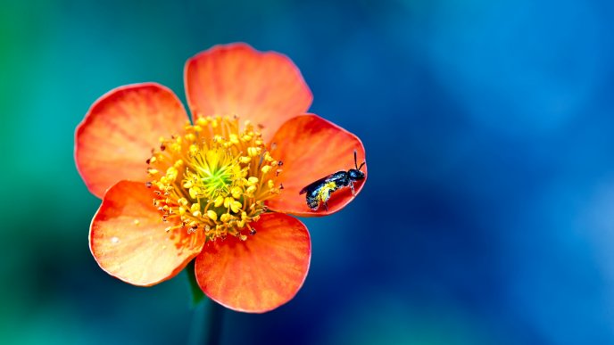 An insect on a beautiful orange flower