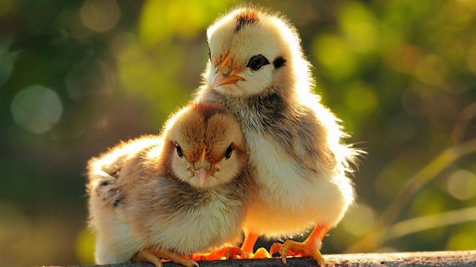 Two sweet little chickens - Birds wallpaper