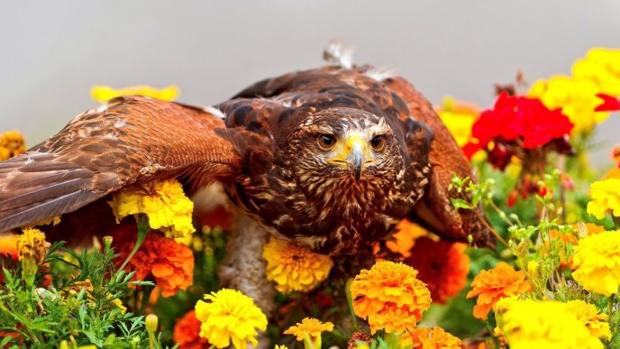 A brown bird over the many colorful flowers