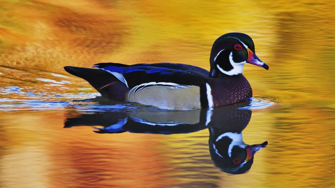 A beautiful colorful duck on the lake