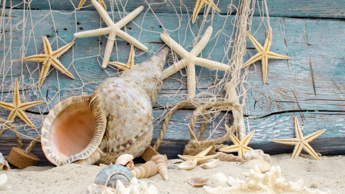 Beach symbols - Starfish and scallops on sand