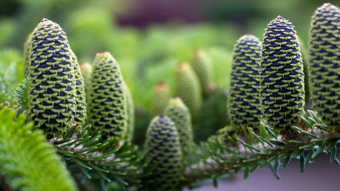Green pine cones - HD  nature wallpaper