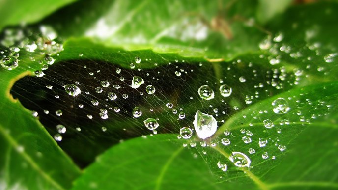 Water drops on spider web over the green leaves