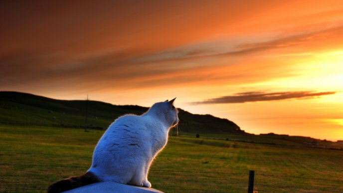 A white Burmese cat looking to sunset