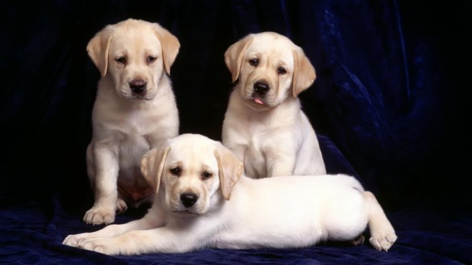 Three white sweet labradors - Dogs wallpaper