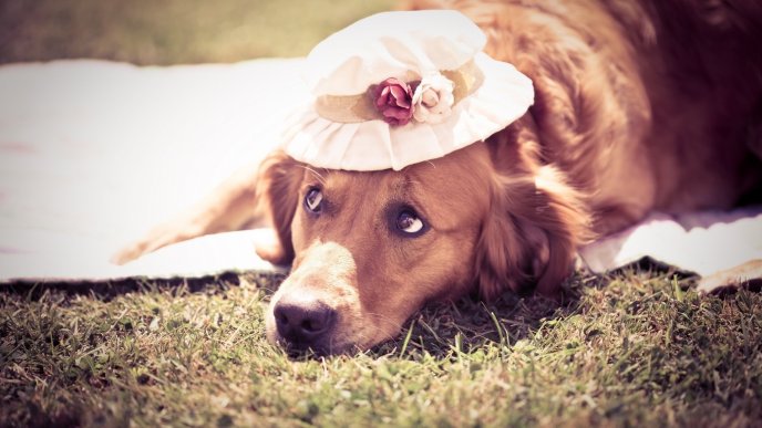 Brown dog on grass with a white hat