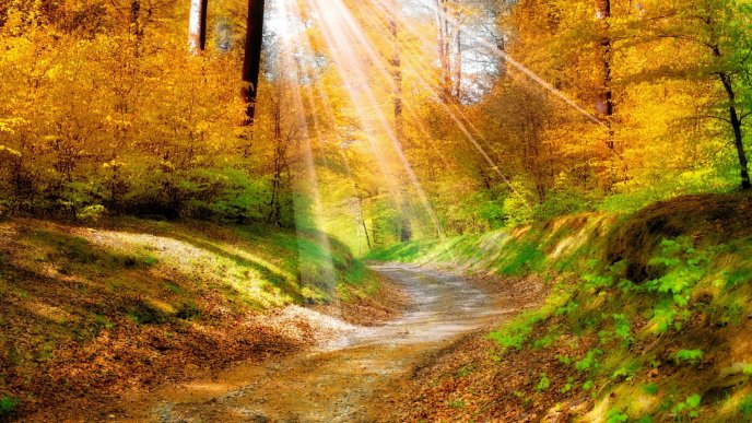 The sun rays penetrate on the path from the forest