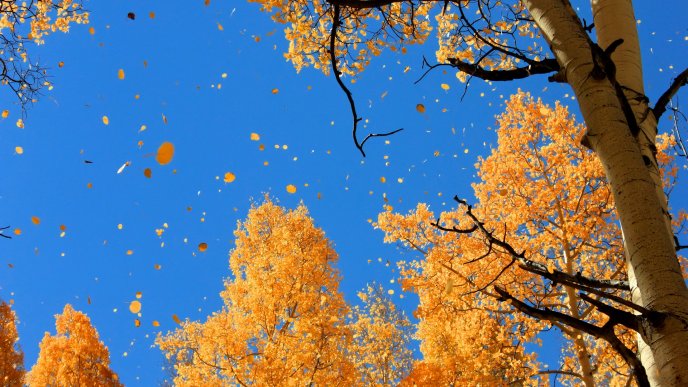 Yellow leaves falling from trees - Autumn time