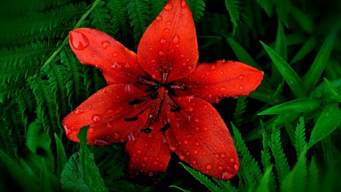 Beautiful red lily flower with water drops