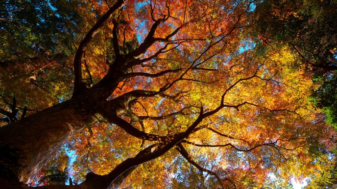 Giant tree with colorful leaves in forest