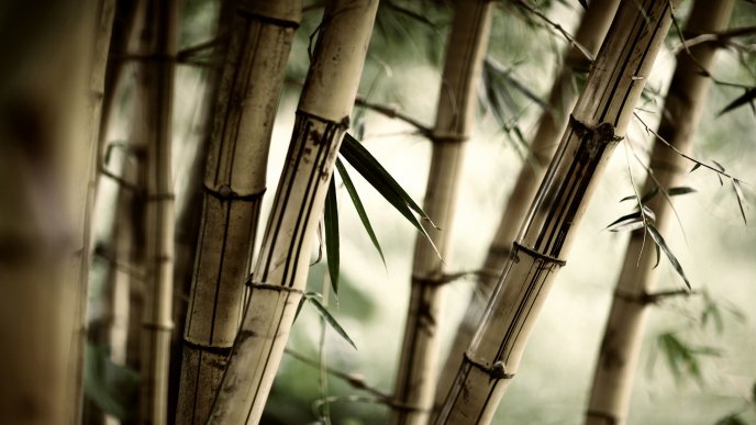 Old Bambus plants in an HD wallpaper