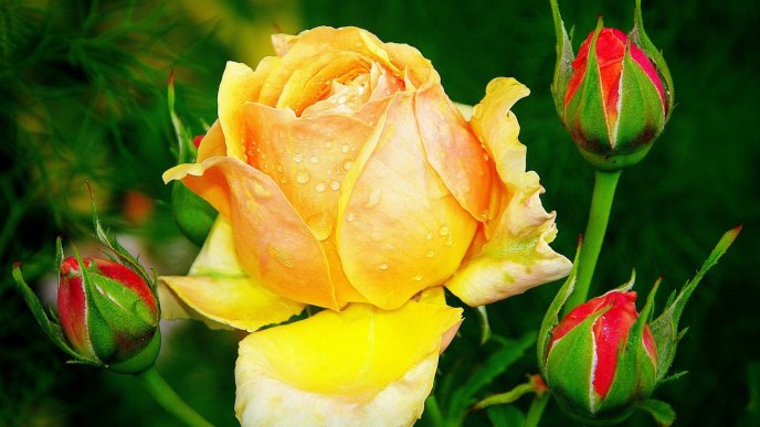 Beautiful yellow and red roses with drops of dew