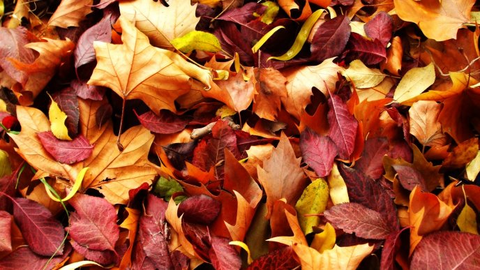 A carpet of colorful leaves - Autumn time