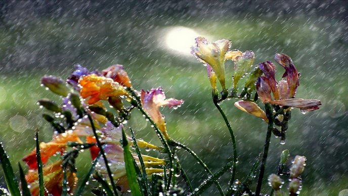Rain over the colorful flowers from garden