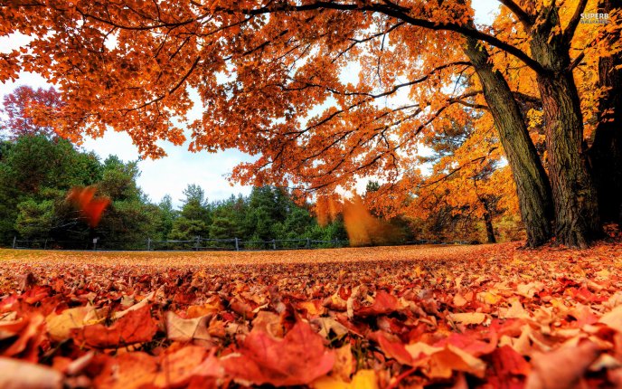Beautiful carpet of autumn - HD wallpaper