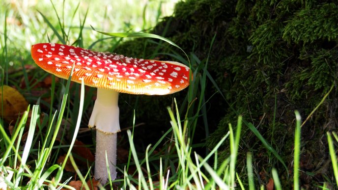 Red mushroom with white stains at the shade of a tree