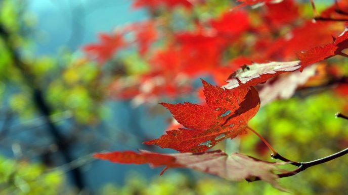 Red leaves on tree - Beautiful colorful nature