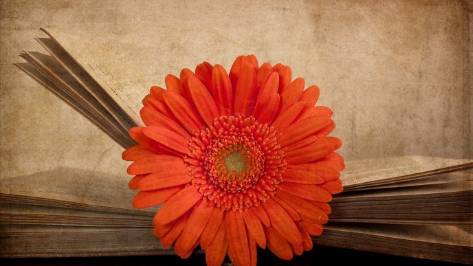 Orange Gerbera flower on a vintage book