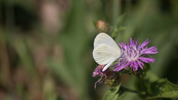 Beautiful white butterfly on a purple flower