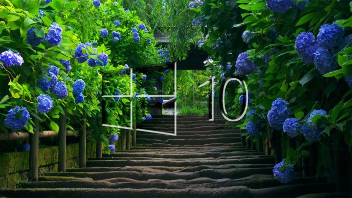Windows 10 logo on a alley with many blue flowers