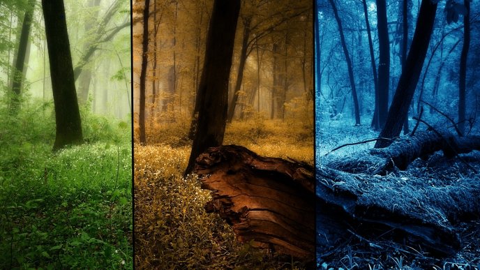 Spring autumn and winter in one wallpaper