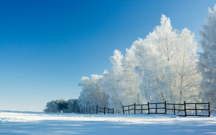 White frozen trees - HD cold winter wallpaper