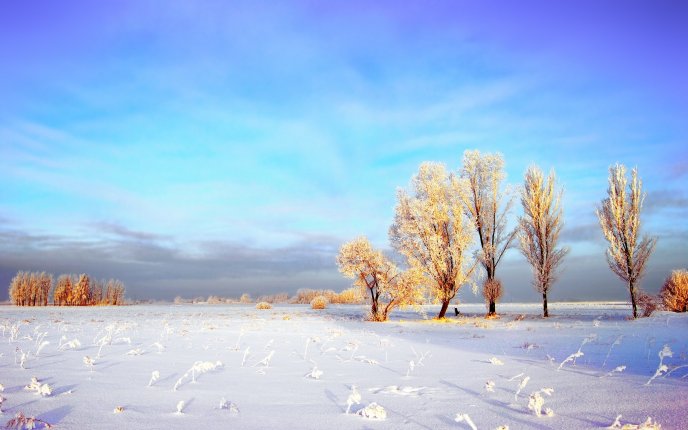 White winter field - HD sunny day