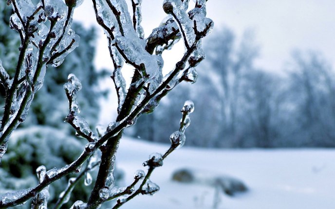 Frozen branches in a cold winter season - HD wallpaper