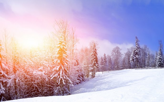Hot winter sun - beautiful white season