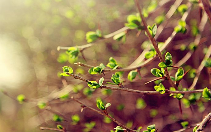 Beautiful green branches - tree in blossom - spring season