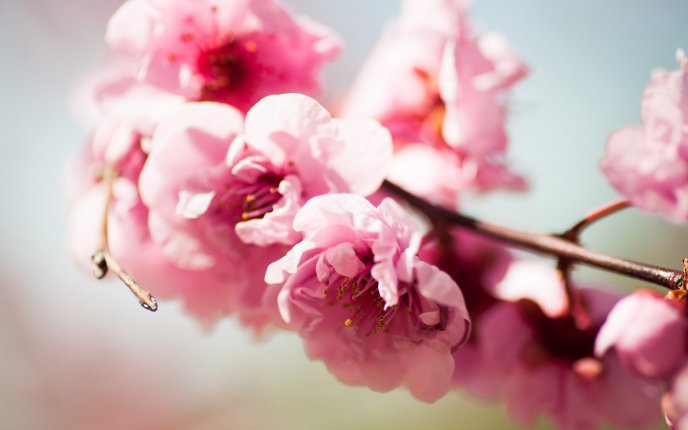 Wonderful spring moments - tree blossom - pink flowers