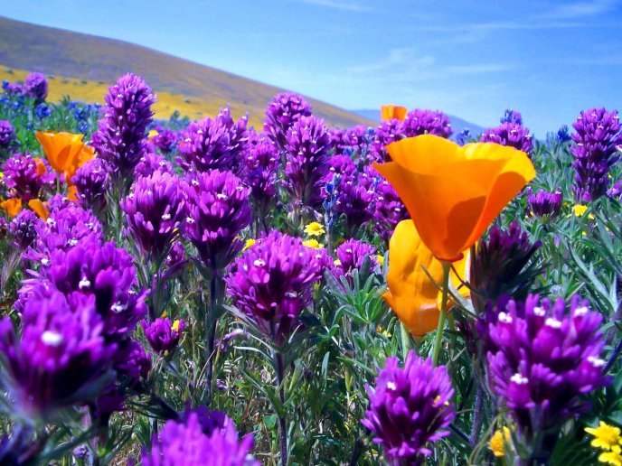 Wonderful field full with purple flowers - HD wallpaper