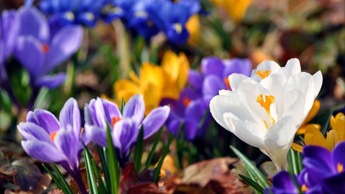 White, yellow and violet crocuses - beautiful flowers