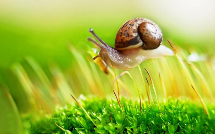 Little snail walk through the green grass of spring