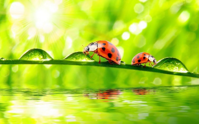 Two ladybugs on a leaf full with big water drops