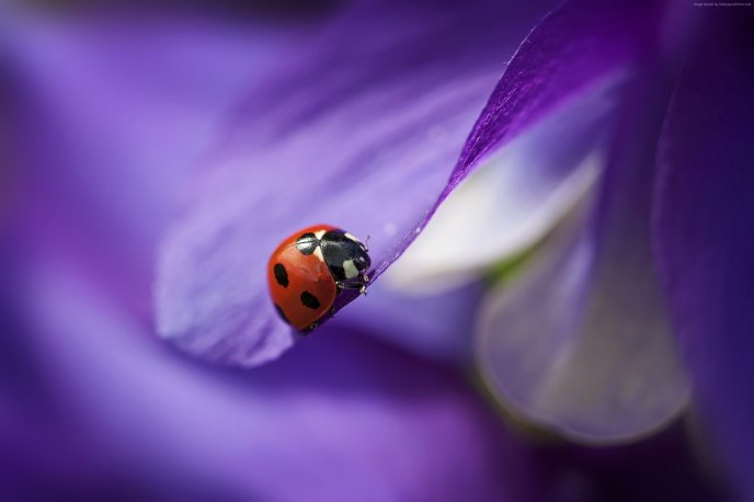 Beautiful HD wallpaper - ladybug on a purple petal