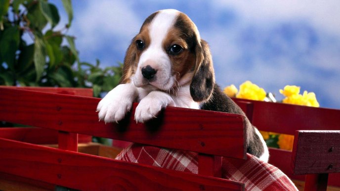 Sweet little puppy on the picnic - HD wallpaper