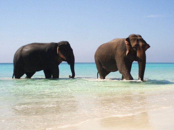 Two big elephants in the ocean water - Summer days