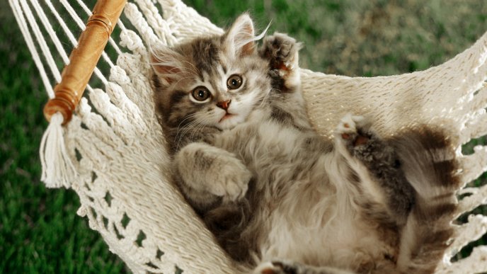 Sweet little cat in a hammock - relaxing moments