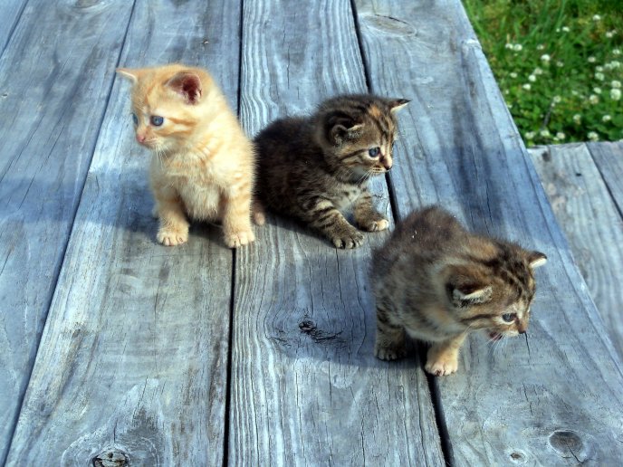 Three sweet little cats - HD animals wallpaper