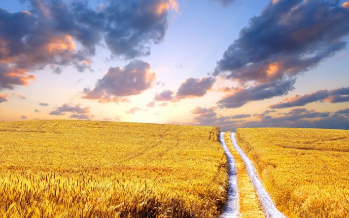 Country path through the golden wheat field - HD wallpaper