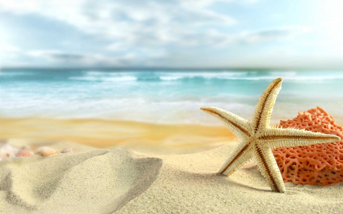 Starfish on the golden sand - Wonderful summer holiday